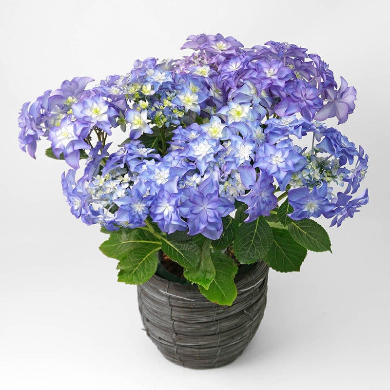 【母の日】ブルー系のグラデーションのハイドランジアの鉢植え