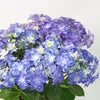 【母の日】ブルー系のグラデーションのハイドランジアの鉢植え