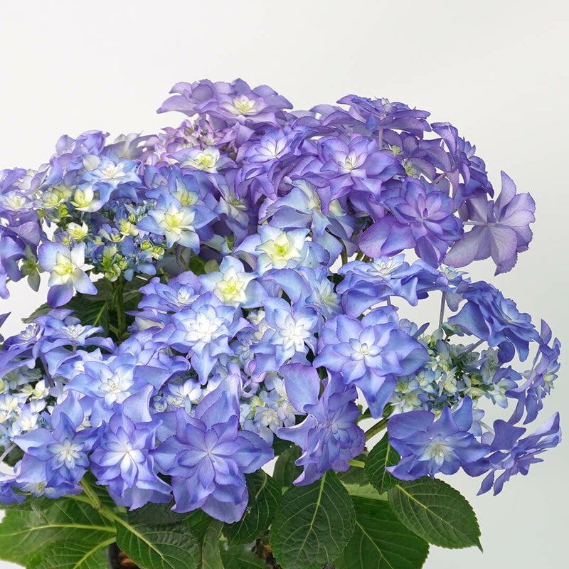 【母の日】ブルー系のグラデーションのハイドランジアの鉢植え