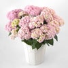 【母の日】淡いピンクのハイドランジアの鉢植え