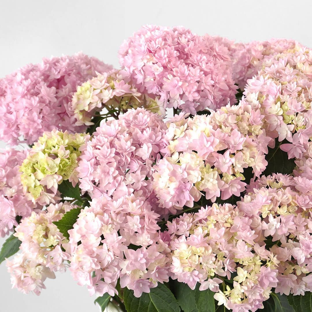 【母の日】淡いピンクのハイドランジアの鉢植え