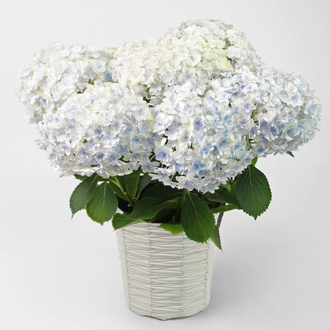 【母の日】淡いブルーのハイドランジアの鉢植え