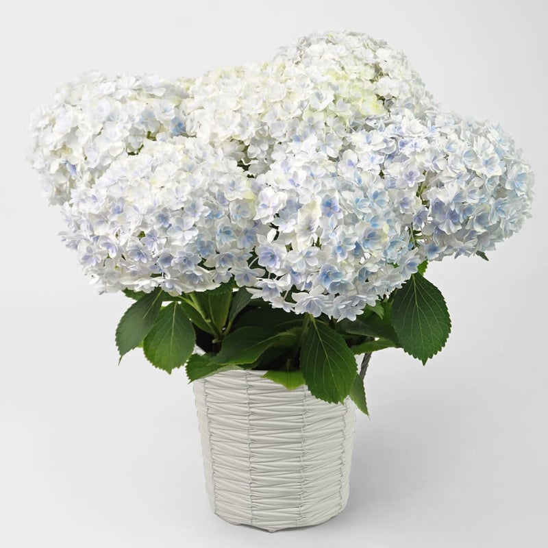 【母の日】淡いブルーのハイドランジアの鉢植え