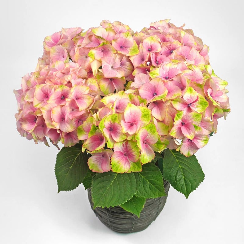 【母の日】明るいピンクとクリームイエローのハイドランジアの鉢植え