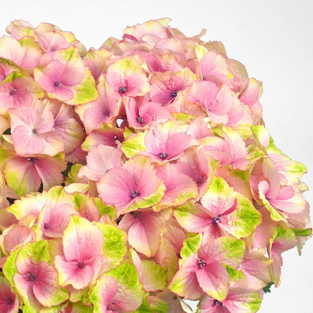 【母の日】明るいピンクとクリームイエローのハイドランジアの鉢植え