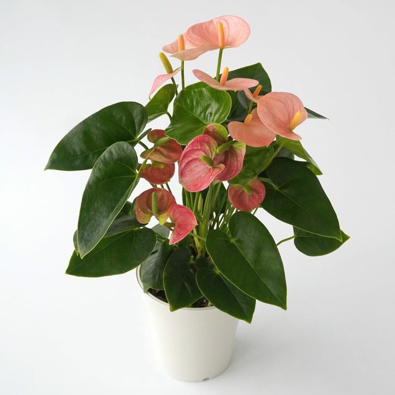 【母の日】淡いピンクのアンスリウムの鉢植え