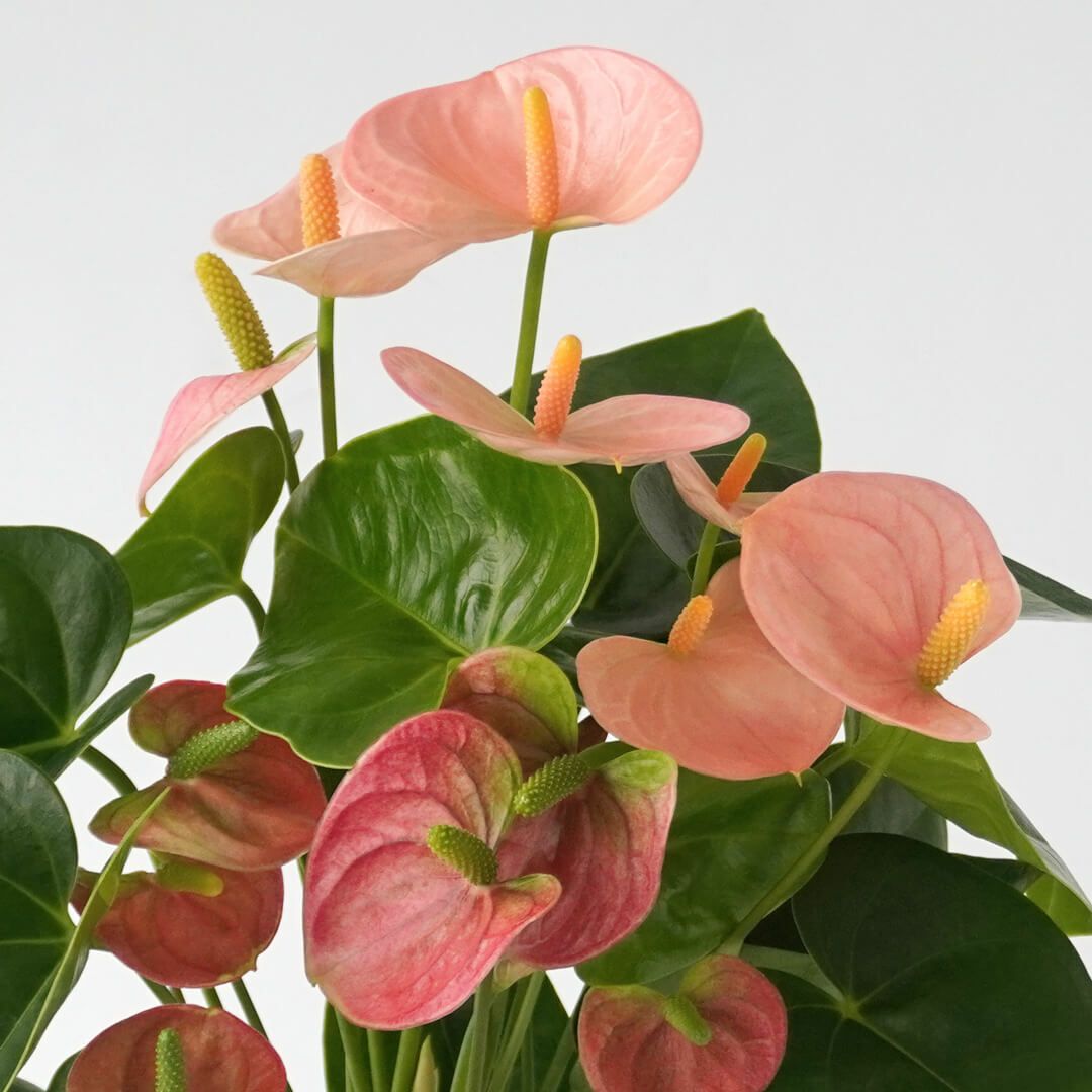 【母の日】淡いピンクのアンスリウムの鉢植え