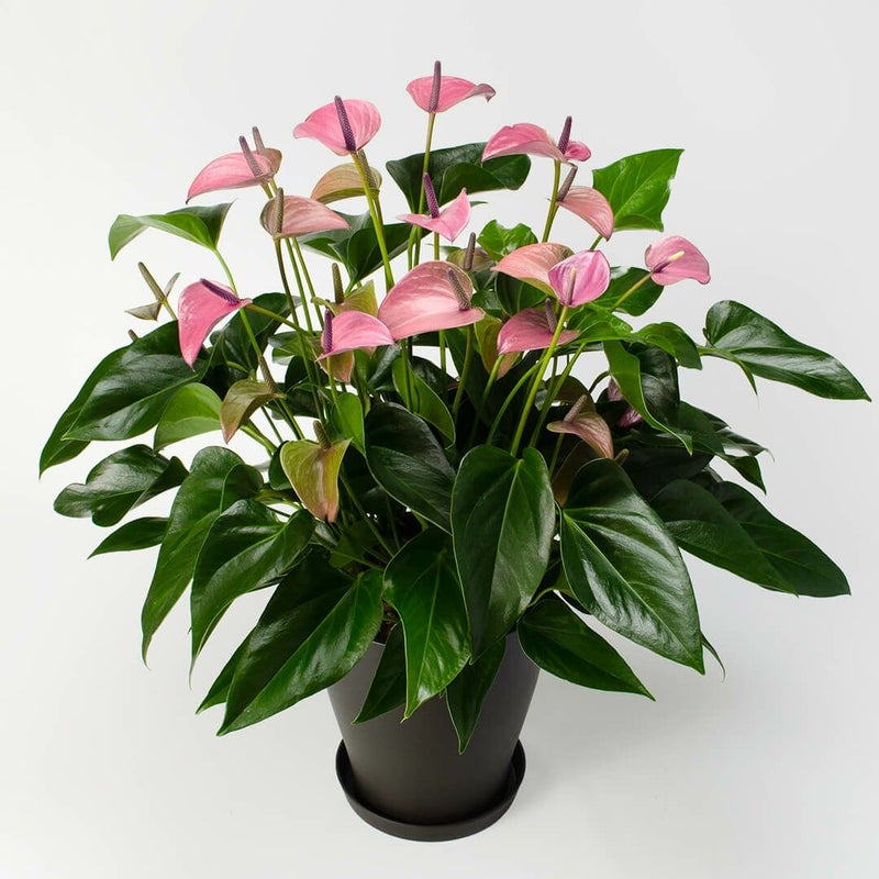 【母の日】ピンクがかった淡い紫色のアンスリウムの鉢植え