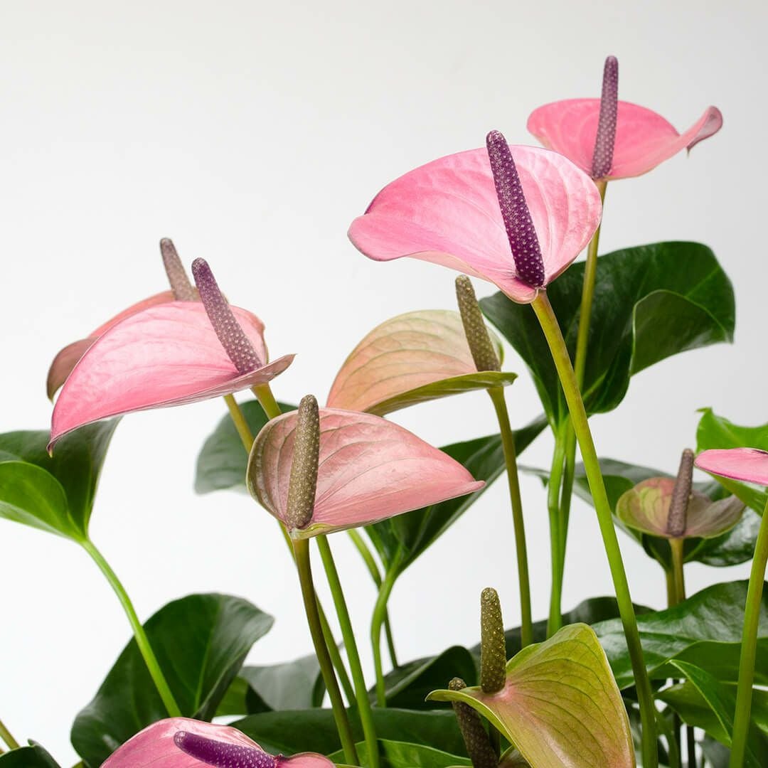 【母の日】ピンクがかった淡い紫色のアンスリウムの鉢植え