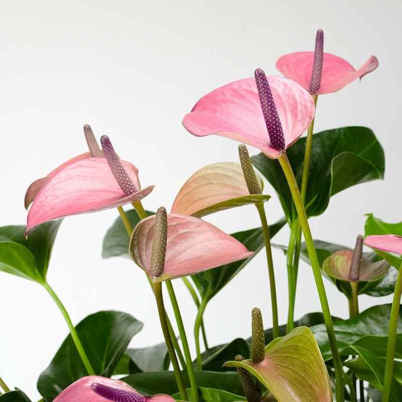 【母の日】ピンクがかった淡い紫色のアンスリウムの鉢植え