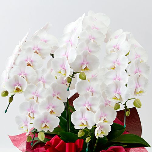 【母の日】ほんのりと淡いピンクグラデーションのミディ胡蝶蘭