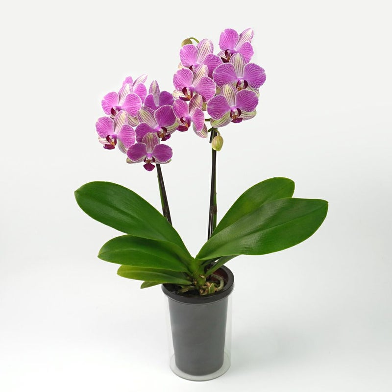 【母の日】ピンクとクリーム色のミディ胡蝶蘭