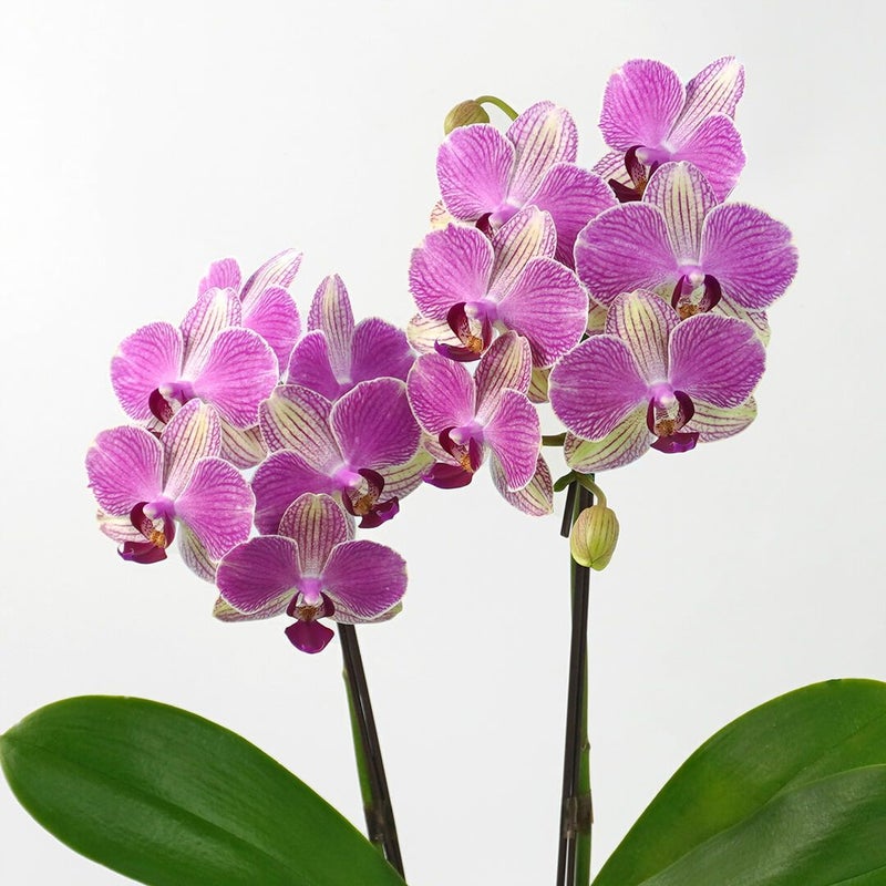 【母の日】ピンクとクリーム色のミディ胡蝶蘭