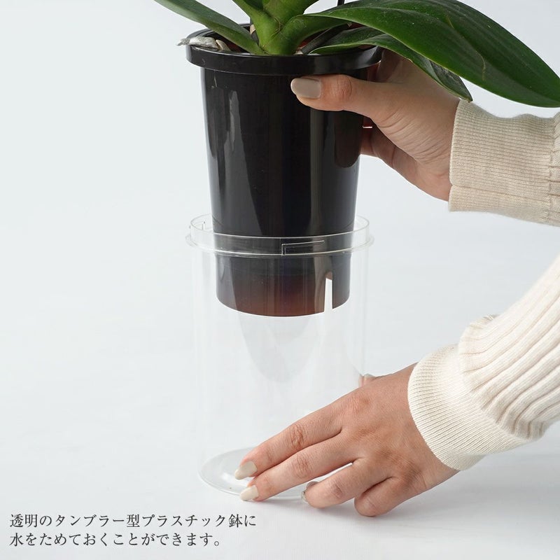 【母の日】ピンクとクリーム色のミディ胡蝶蘭