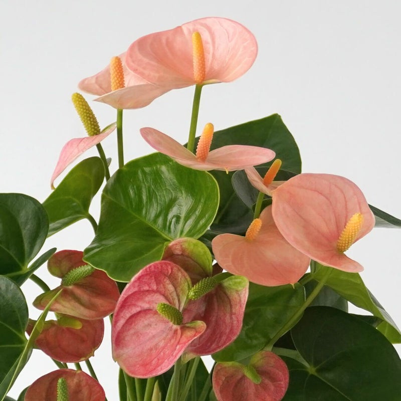 【父の日】淡いピンクのアンスリウムの鉢植え