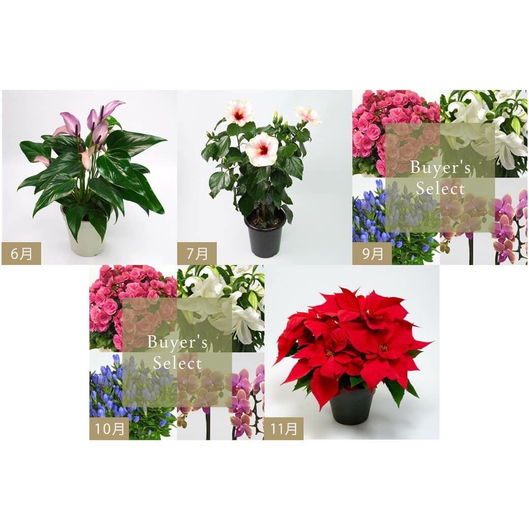 花のある暮らし 毎月届く鉢植えの花