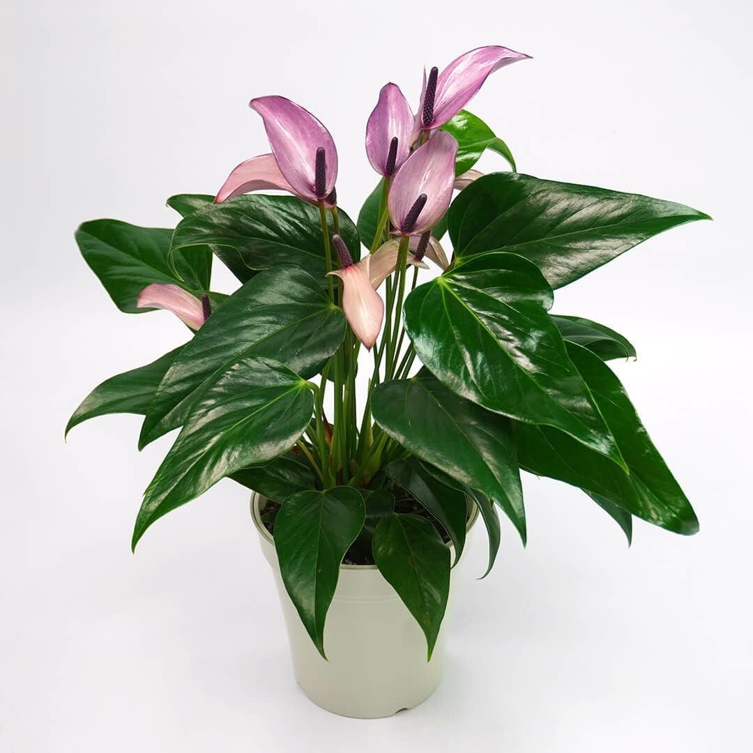 花のある暮らし 毎月届く鉢植えの花 6月：淡い紫のアンスリウム