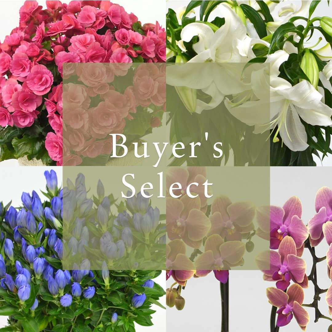 花のある暮らし 毎月届く鉢植えの花 10月：バイヤーズセレクト