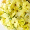 黄色いラナンキュラス・ラックスの花束