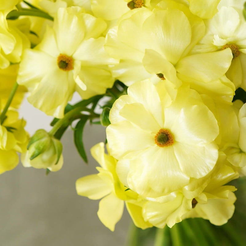 黄色いラナンキュラス・ラックスの花束