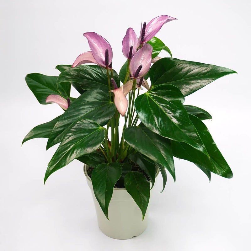 淡い紫のアンスリウムの鉢植え