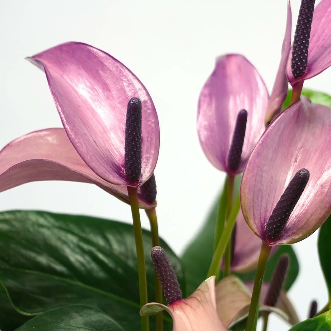 淡い紫のアンスリウムの鉢植え