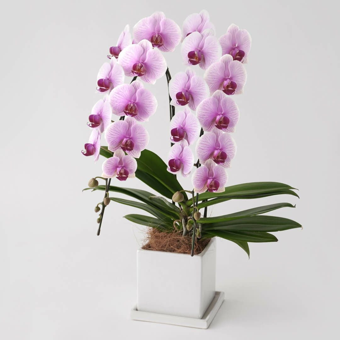 【母の日】淡いピンクと白のグラデーションのミディ胡蝶蘭
