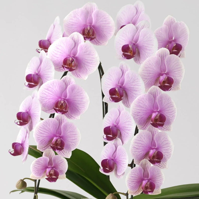 【母の日】淡いピンクと白のグラデーションのミディ胡蝶蘭