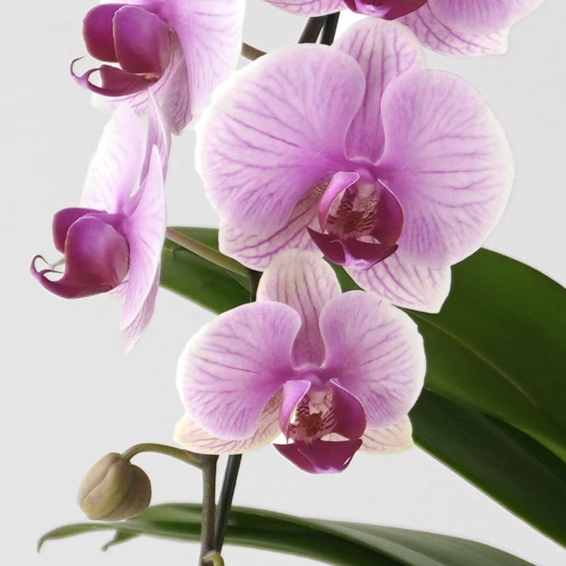 【母の日】淡いピンクと白のグラデーションのミディ胡蝶蘭