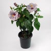 淡い紫のハイビスカスの鉢植え