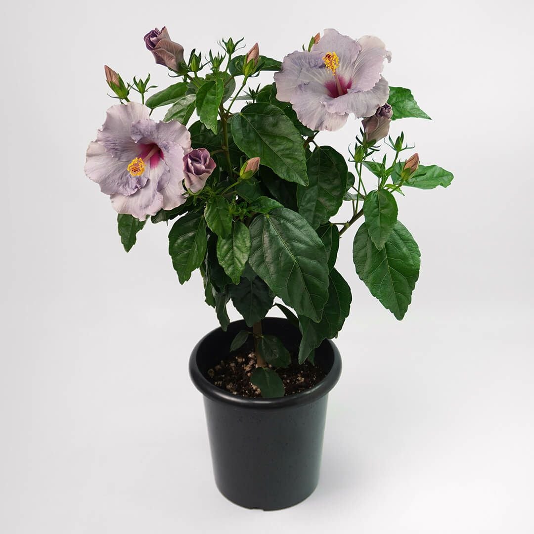 淡い紫のハイビスカスの鉢植え