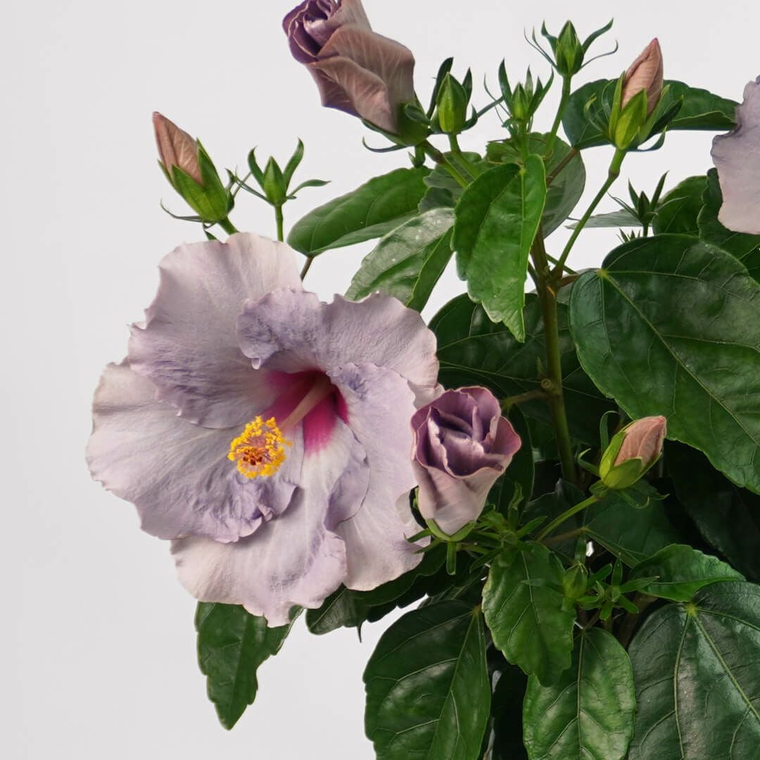 淡い紫のハイビスカスの鉢植え