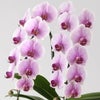 淡いピンクと白のグラデーションのミディ胡蝶蘭