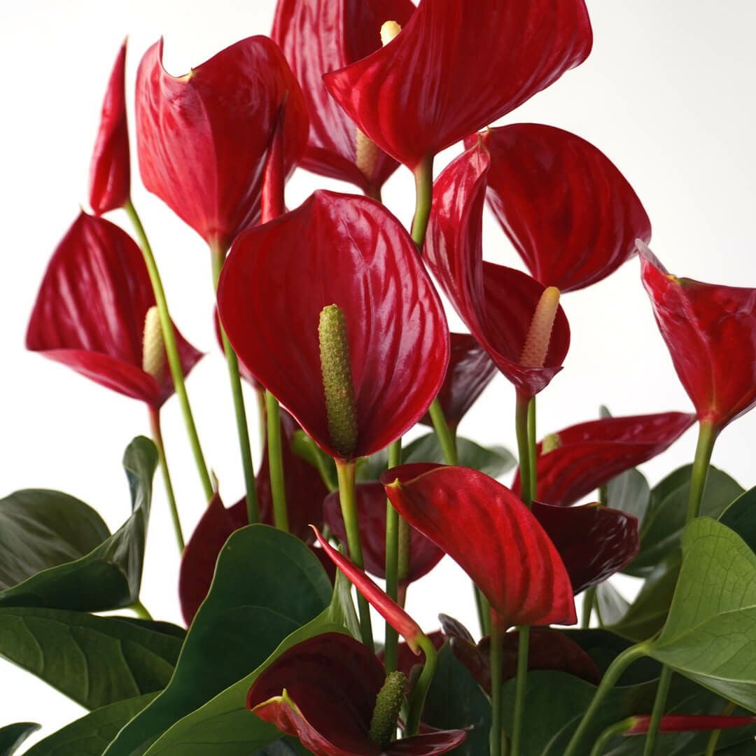 赤いアンスリウムの大きな鉢植え