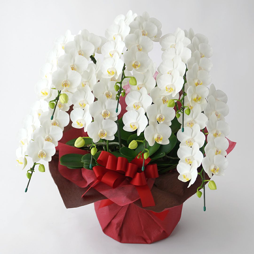 胡蝶蘭・蘭鉢を選ぶ｜AOYAMA HANAMO ・ フラワーギフト通販