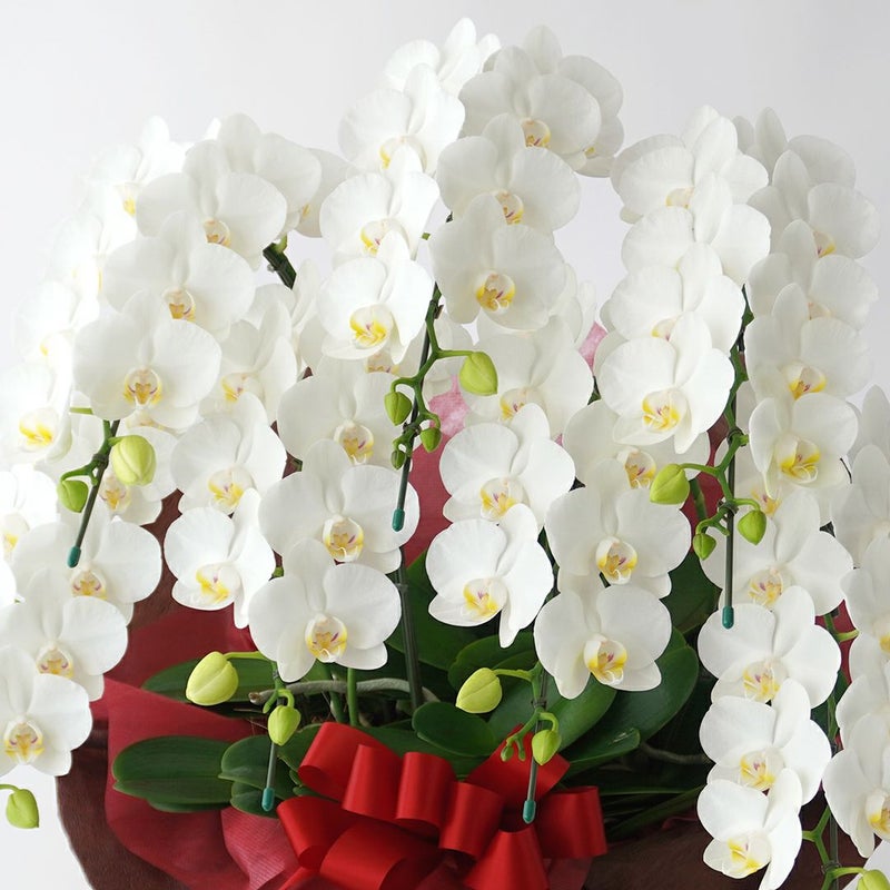 ミディ胡蝶蘭＜アマビリス＞（中輪・白・7本立）