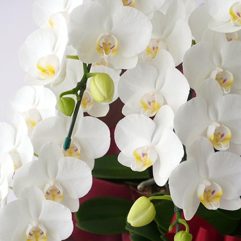 ミディ胡蝶蘭＜アマビリス＞（中輪・白・7本立）