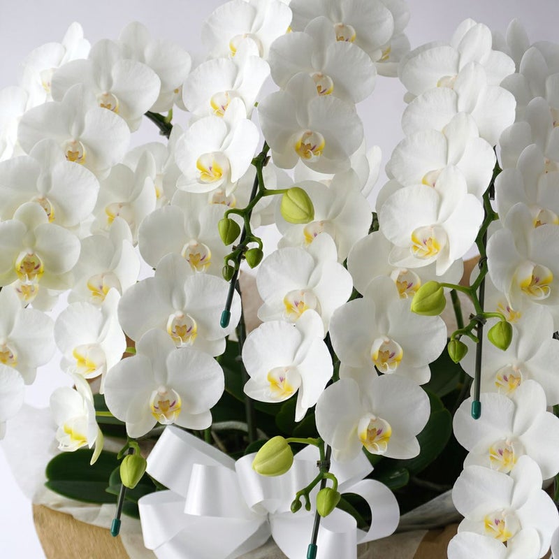 ミディ胡蝶蘭＜アマビリス＞（中輪・白・7本立・ご供花用）