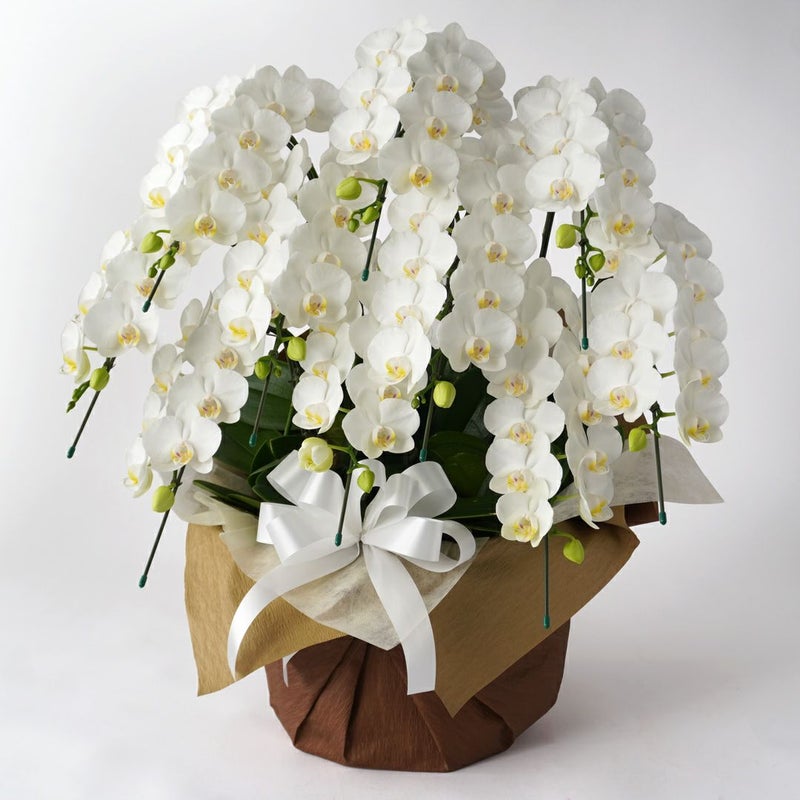 ミディ胡蝶蘭＜アマビリス＞（中輪・白・10本立・ご供花用）