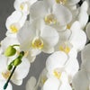 ミディ胡蝶蘭＜アマビリス＞（中輪・白・10本立・ご供花用）