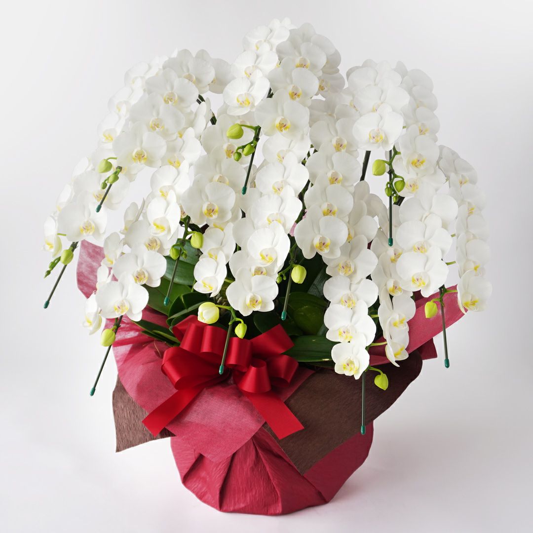 ミディ胡蝶蘭＜アマビリス＞（中輪・白・１０本立）