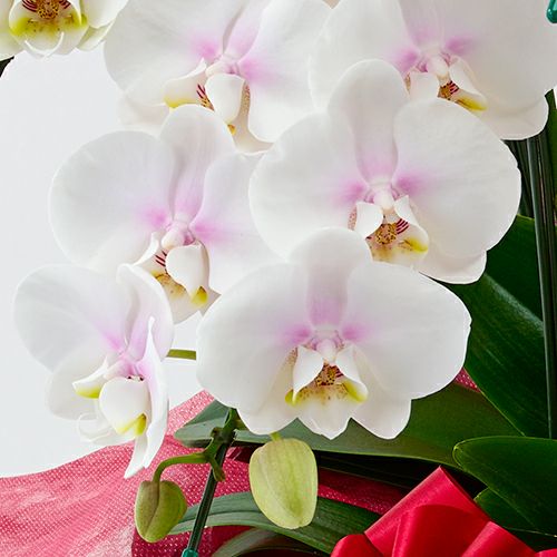 【敬老の日】ピンクのグラデーションのミディ胡蝶蘭