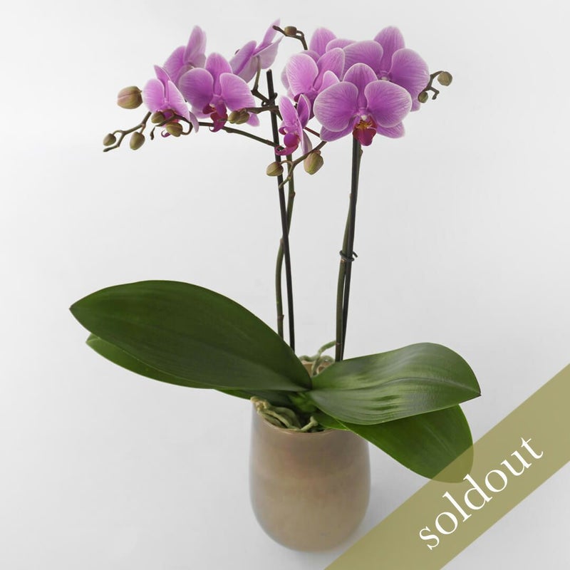 【敬老の日】ピンクのミディ胡蝶蘭