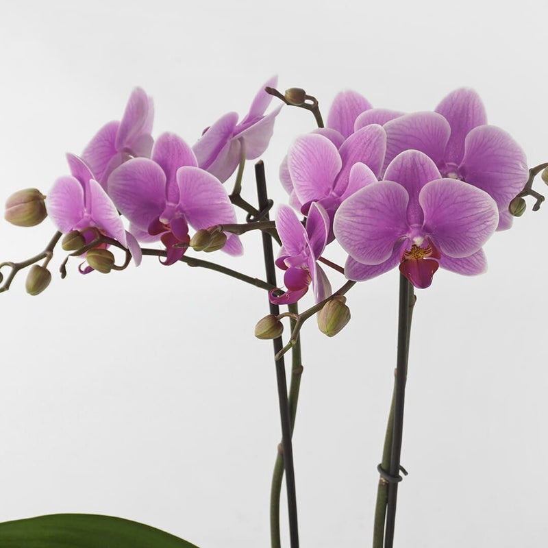 【敬老の日】ピンクのミディ胡蝶蘭