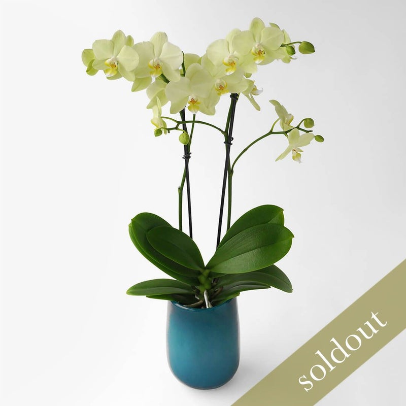 【敬老の日】淡い黄色のミディ胡蝶蘭