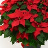 【お歳暮・クリスマス】大きなサイズの赤いポインセチアの鉢植え