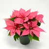 【お歳暮・クリスマス】ピンクのポインセチアの鉢植え