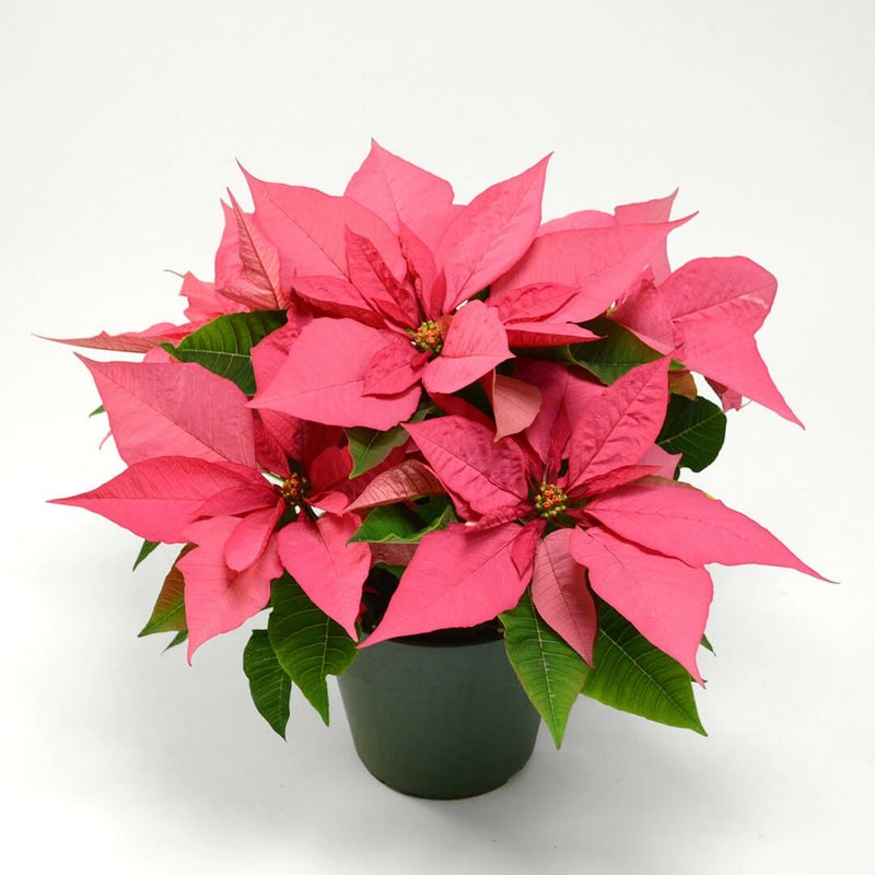 【お歳暮・クリスマス】ピンクのポインセチアの鉢植え