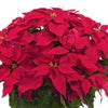 【お歳暮・クリスマス】鮮やかな赤いポインセチアの鉢植え