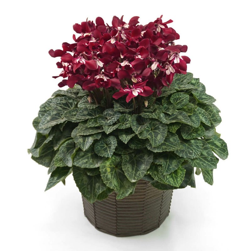 【お歳暮】ワインレッドのシクラメンの鉢植え